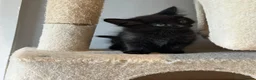 Mixed Breed cats for sale: 2 beautiful mixed-breed kittens left - Advert 2