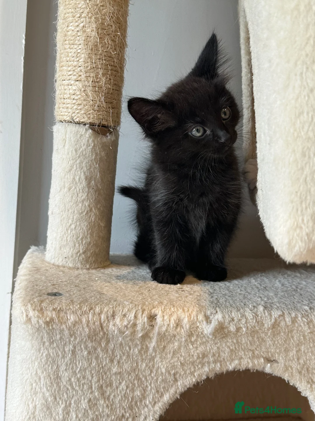 Mixed Breed cats for sale: 2 beautiful mixed-breed kittens left - Advert 2