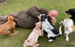 Cocker Spaniel dogs for sale: Working cocker spaniels puppies  - Image 21