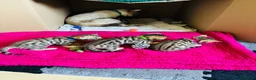 Bengal cats for sale: Stunning Bengal Kittens  - Advert 4