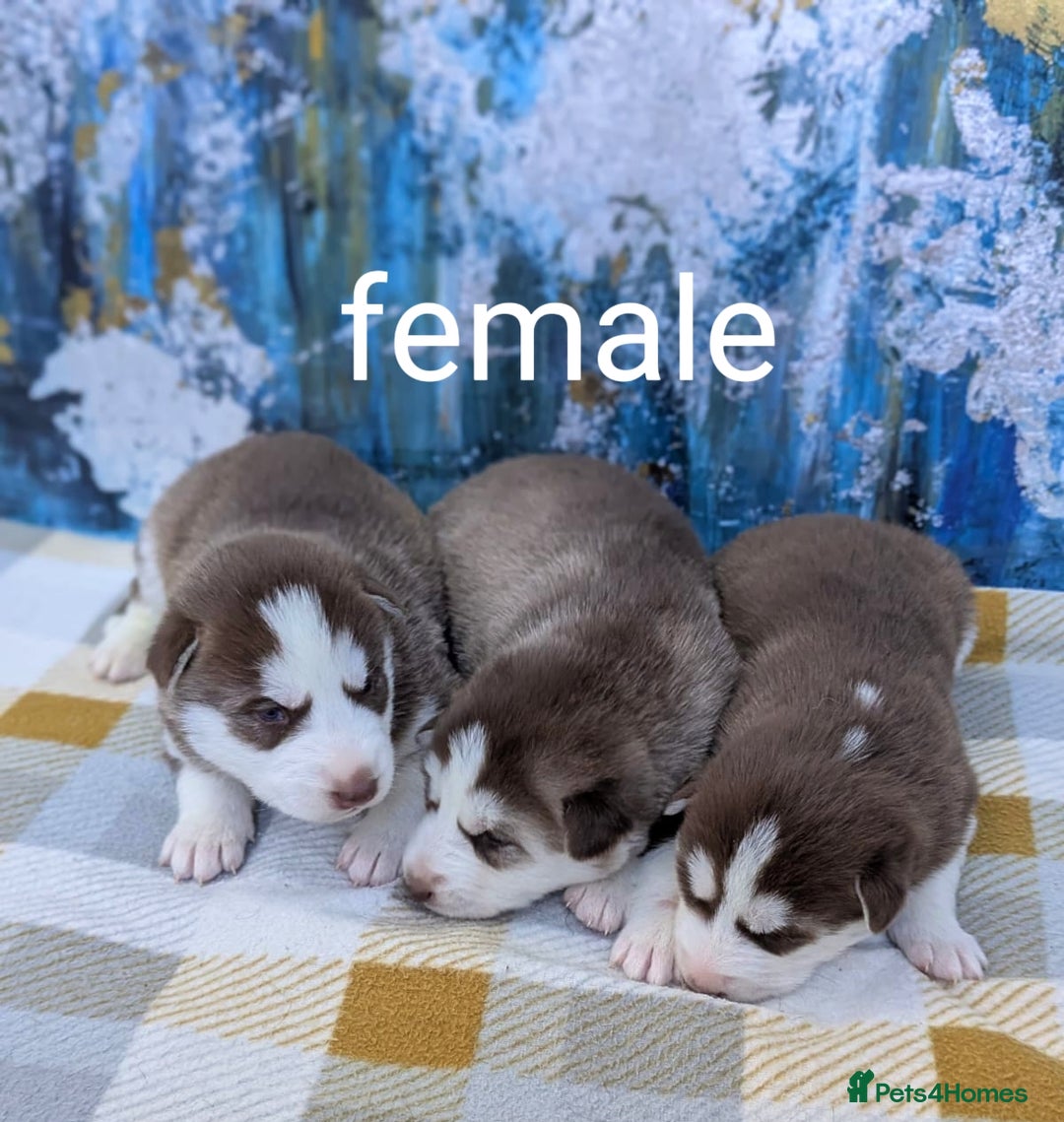 Siberian Husky dogs for sale: Beautiful Siberian Huskies-all with blue eyes - Advert 9