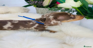 Miniature Dachshund dogs - Advert 15