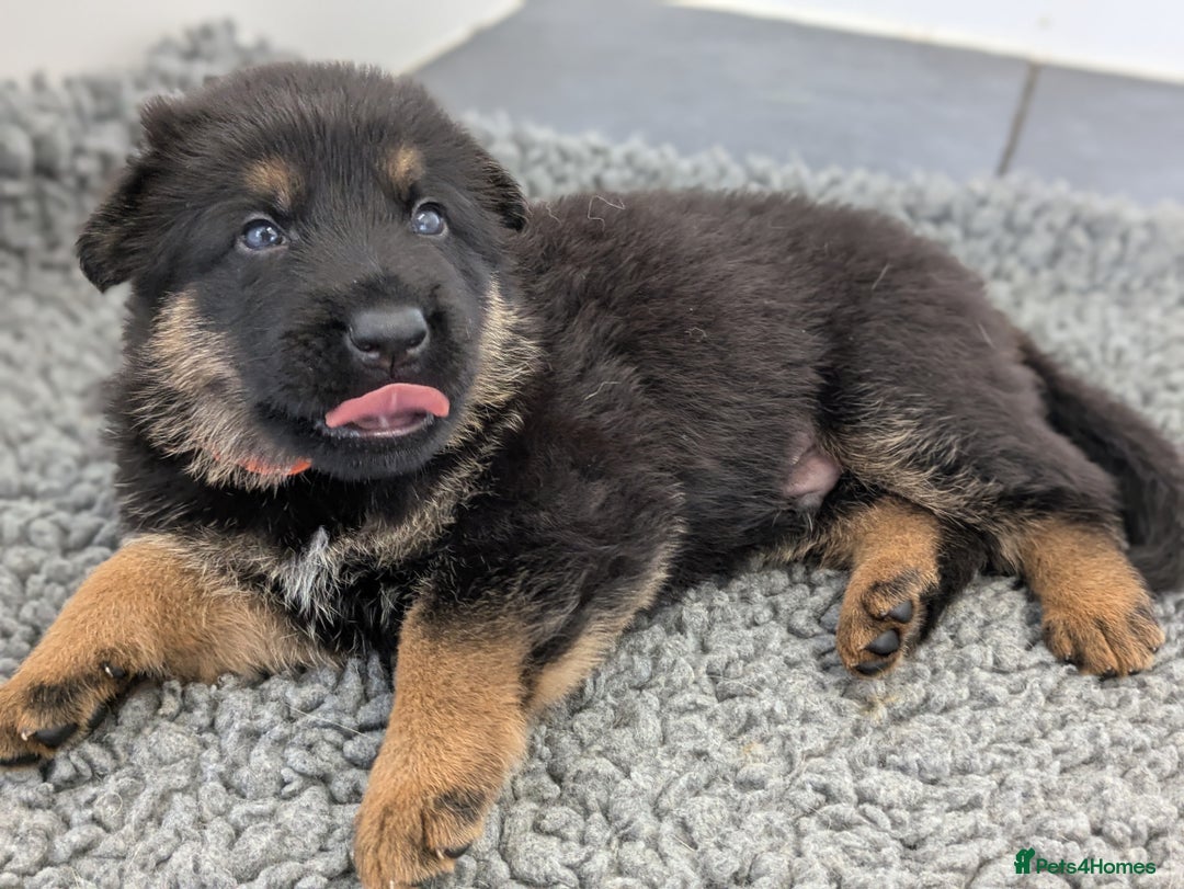 German Shepherd dogs for sale: KC Health Tested Pups From Champion Lines 🏆 - Image 9