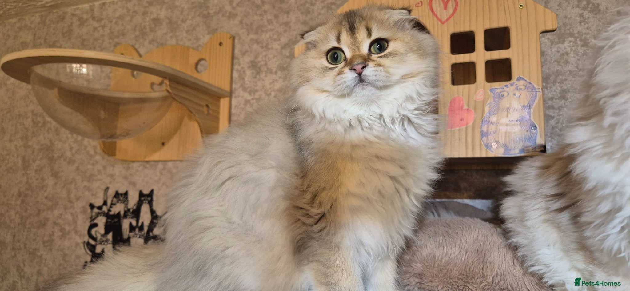Scottish Fold BOY, black golden shaded 