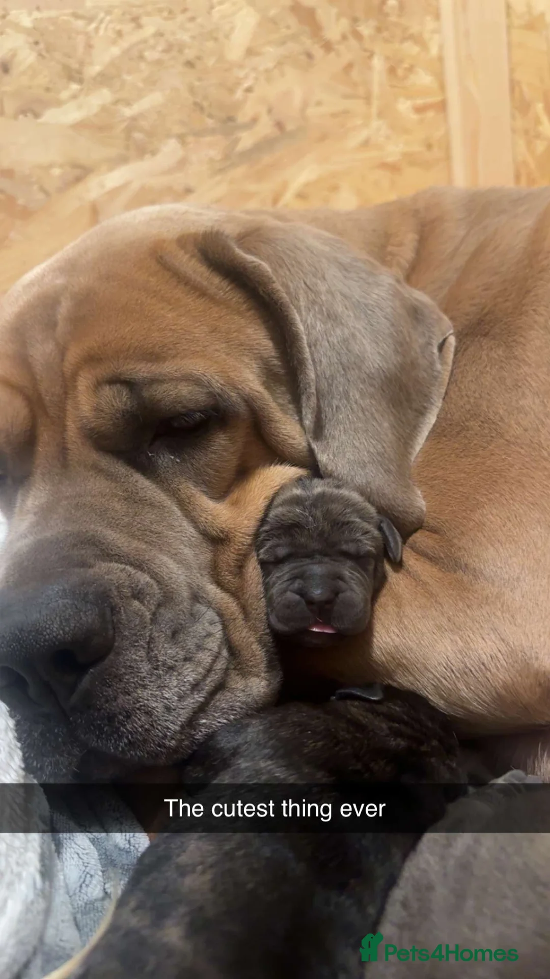 Cane Corso dogs for sale: Cane corso pups - Advert 2