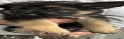 German Shepherd dogs for sale: German shepherd puppies  in Wisbech - Advert 9