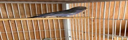 Budgerigars birds for sale: Baby budgie for sale 2 to 3 months  - Advert 8