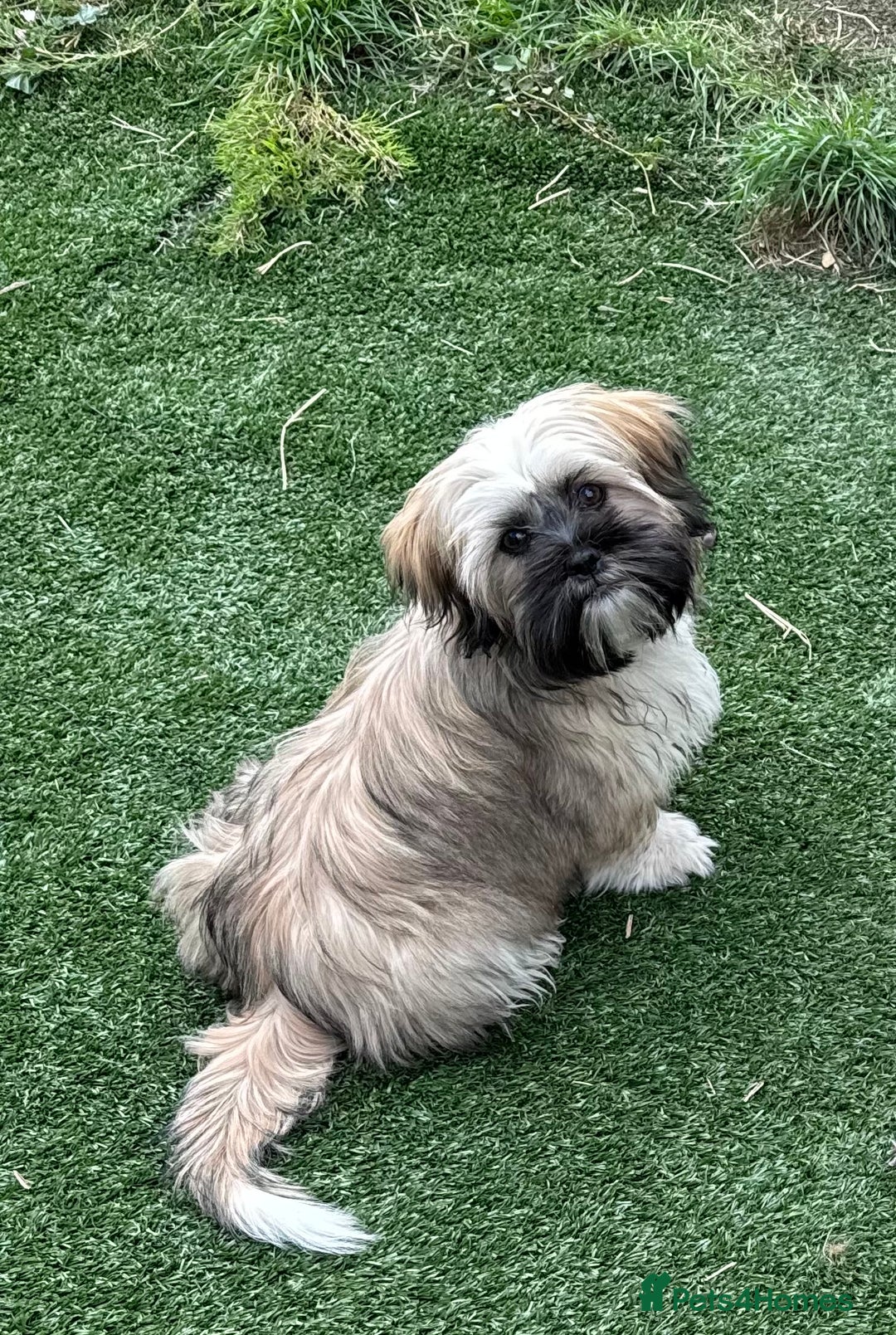 Shih Tzu dogs for sale: Shih tzu - Advert 2