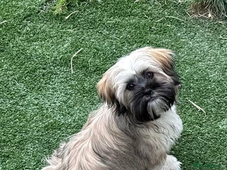 Shih Tzu dogs Shih tzu - Advert 6