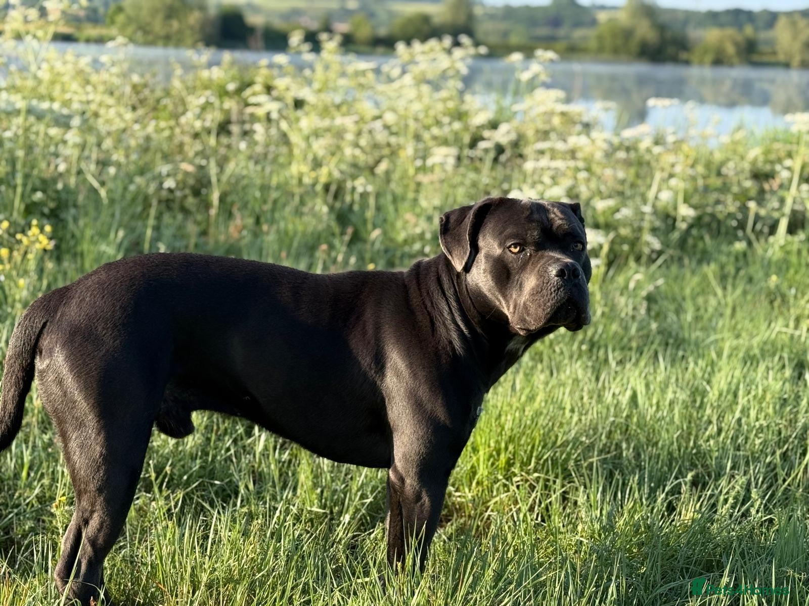 Cane Corso dogs Cane Corso 2 years old - Advert 11