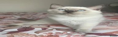 Whiskey 