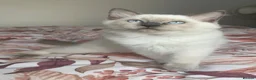 Ragdoll cats for sale: GCCF Ragdoll kittens - Advert 15