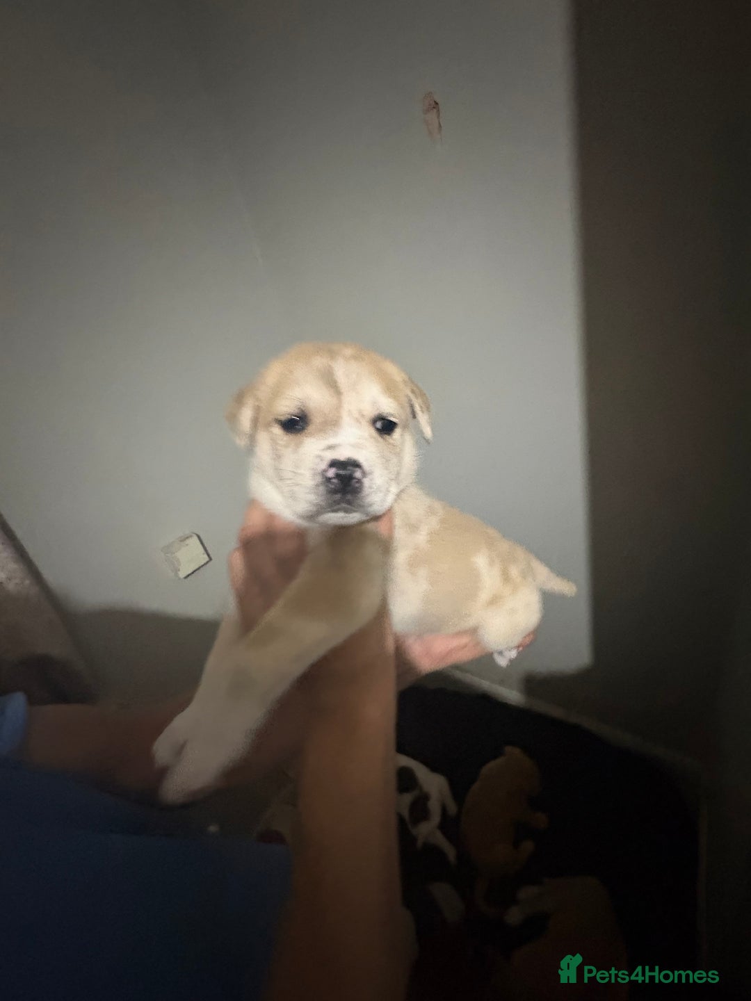 Mixed Breed dogs for sale: american akita  - Advert 7