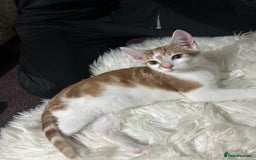 Toyger cats for sale: 4 beautiful Tabby kitties ready for new homes  - Advert 8