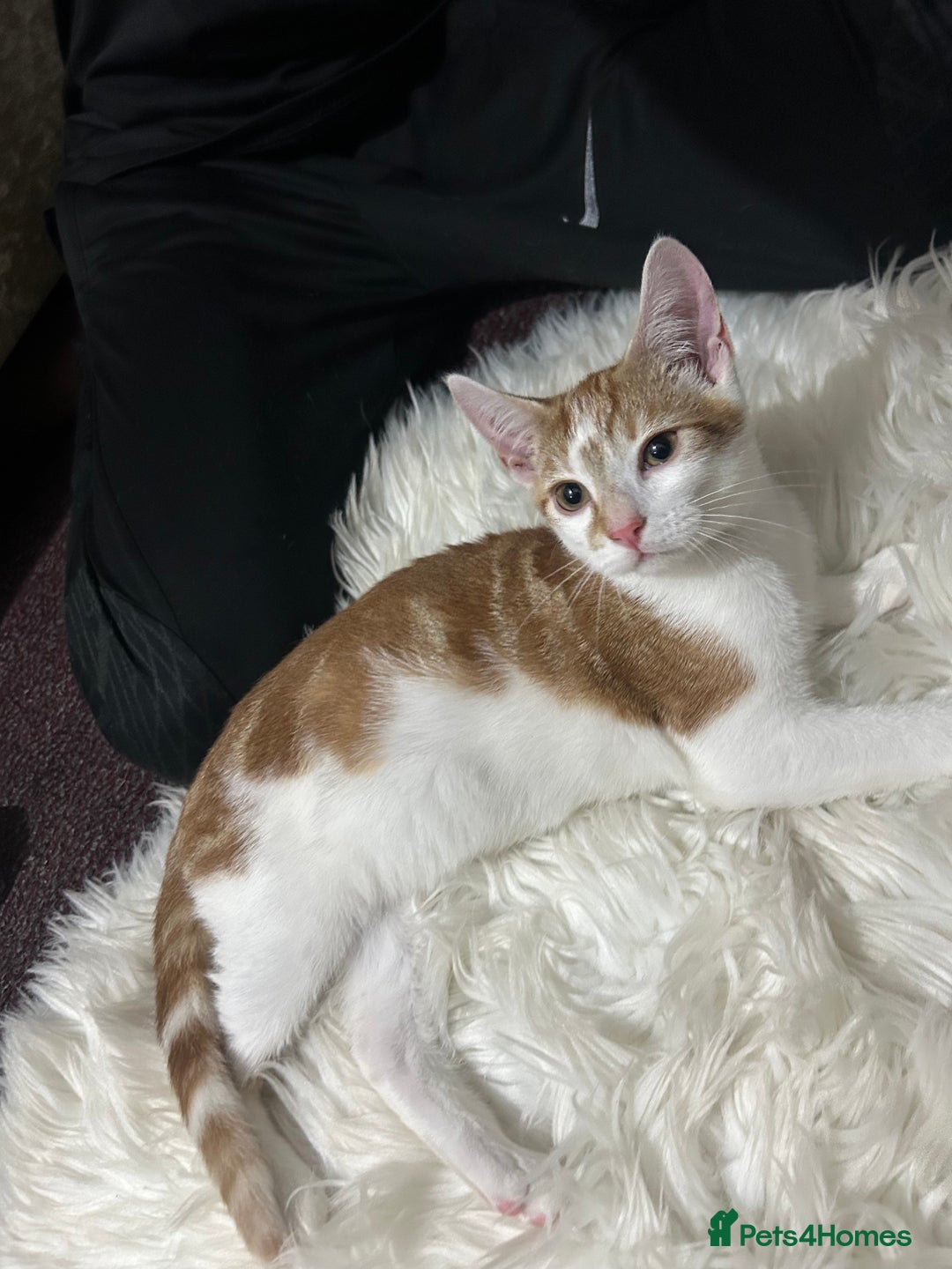 Toyger cats for sale: 4 beautiful Tabby kitties ready for new homes  - Advert 8