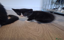Mixed Breed cats for sale: 6 Stunning Kittens  - Image 7