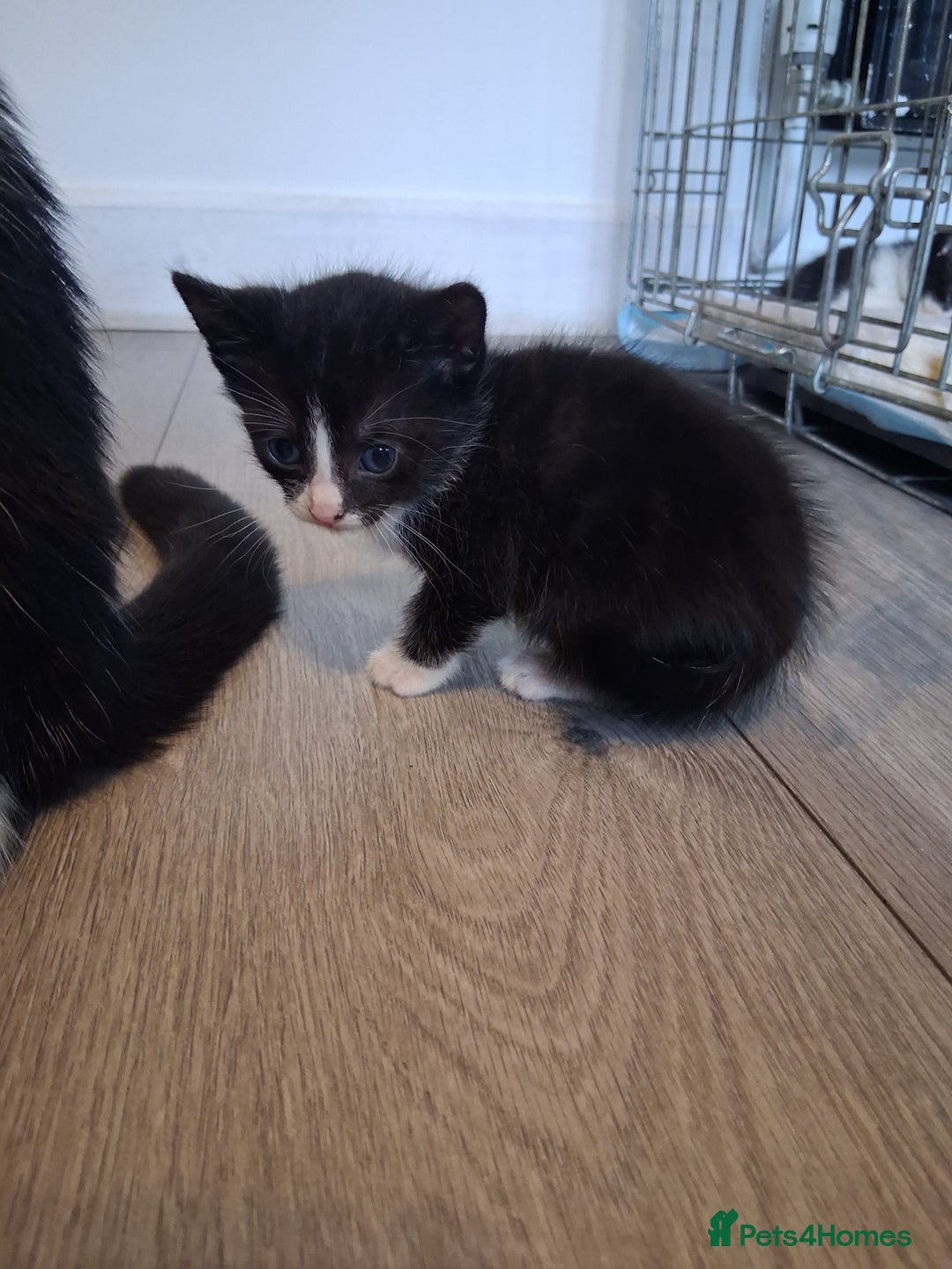 Mixed Breed cats for sale: 6 Stunning Kittens  - Image 7