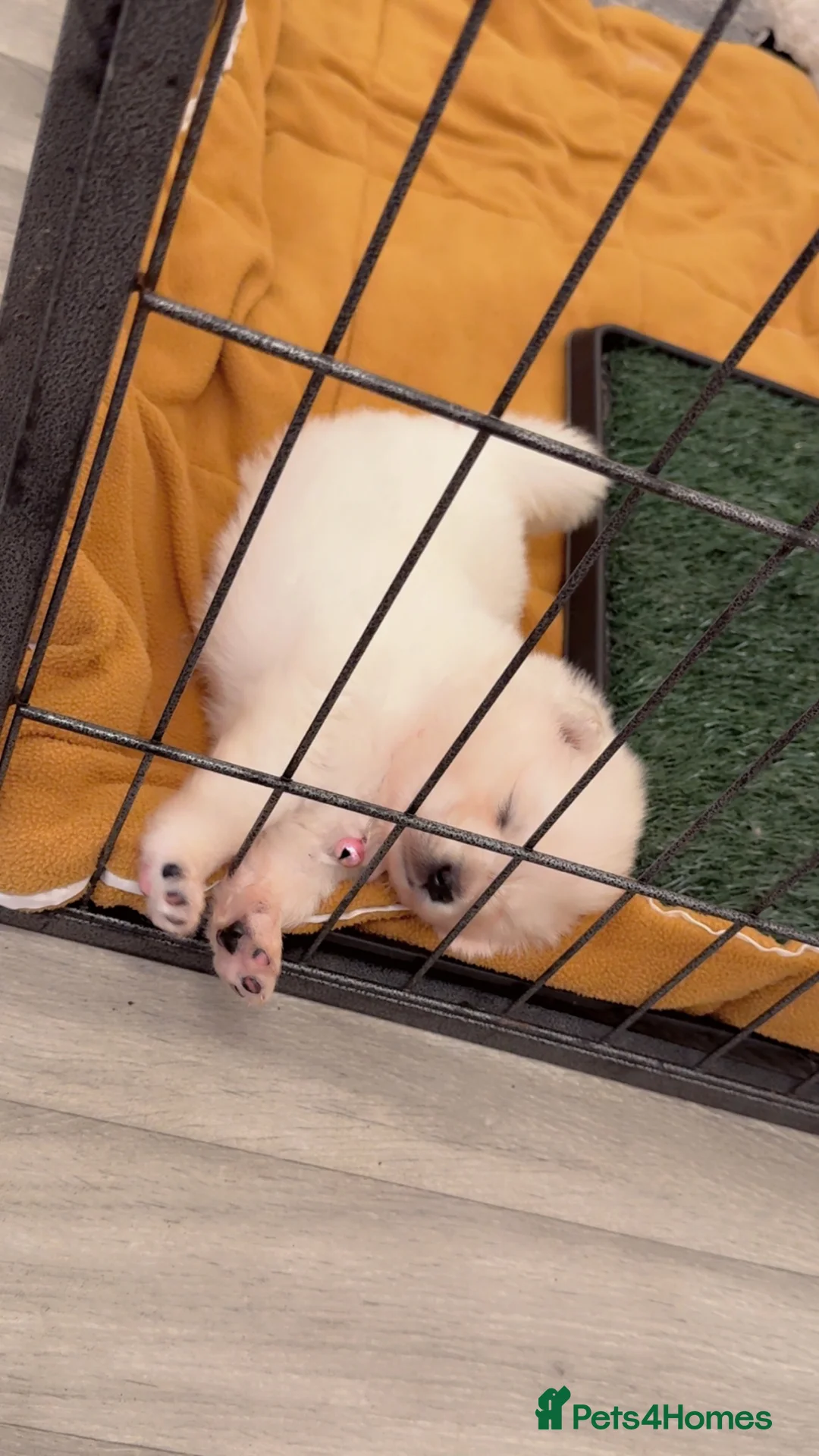 Samoyed dogs for sale: NOW VACCINATED AND CHIPPED Last pup remains ❤️ - Advert 21