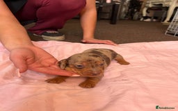 Miniature Dachshund dogs for sale: gorgeous dachshund puppy 🐶🐾 - Image 5