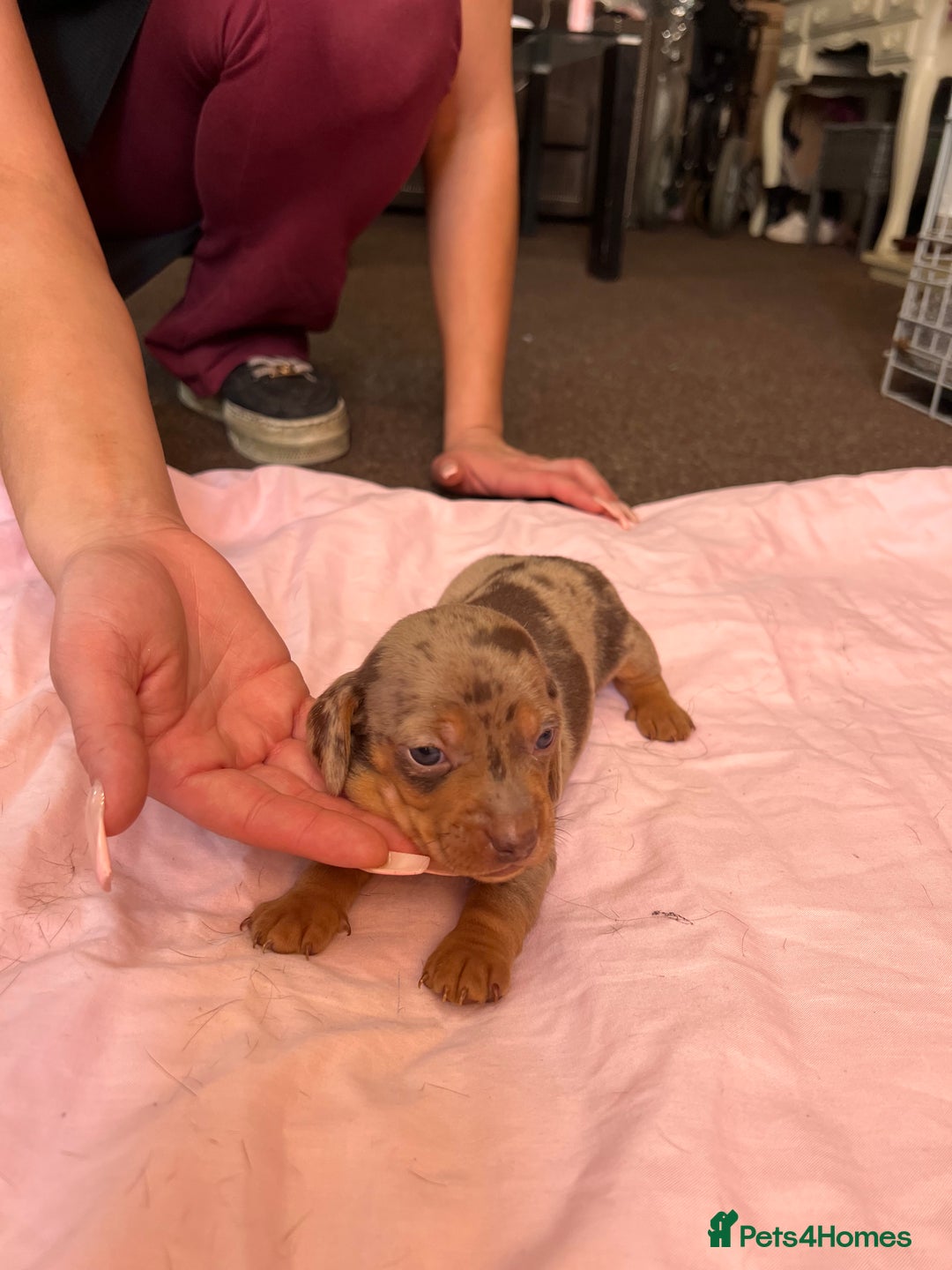 Miniature Dachshund dogs for sale: gorgeous dachshund puppy 🐶🐾 - Image 5