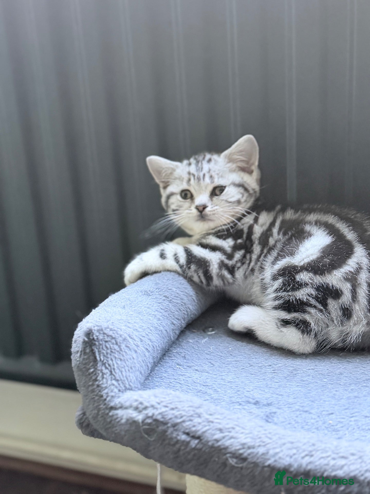 British Shorthair cats GCCF silver tabby male kitten  - Advert 1
