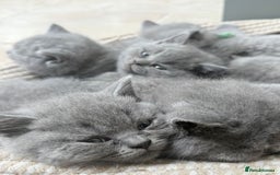 British Shorthair cats for sale: GCCF British Blue Kittens - Ready for  **   **  - Image 10