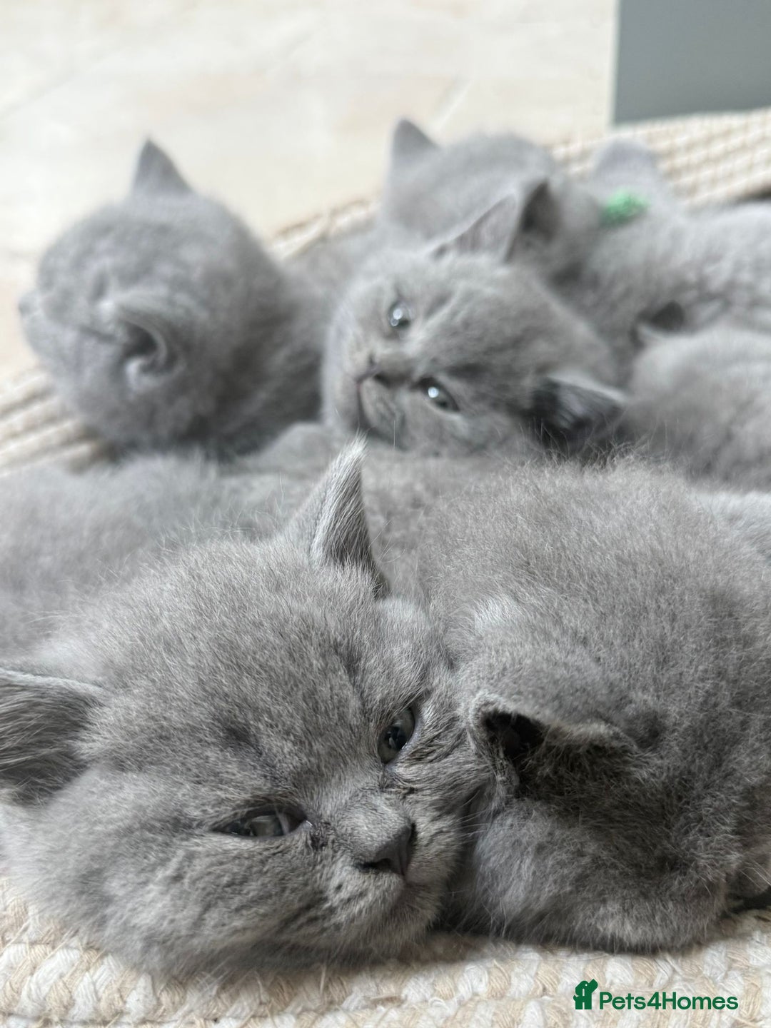 British Shorthair cats for sale: GCCF British Blue Kittens - Ready for  **   **  - Image 10