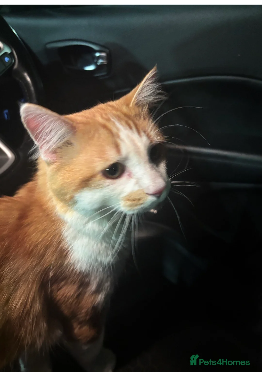 Mixed Breed cats for sale: Kitten  - Advert 1