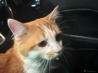 Mixed Breed cats Kitten - Advert 1