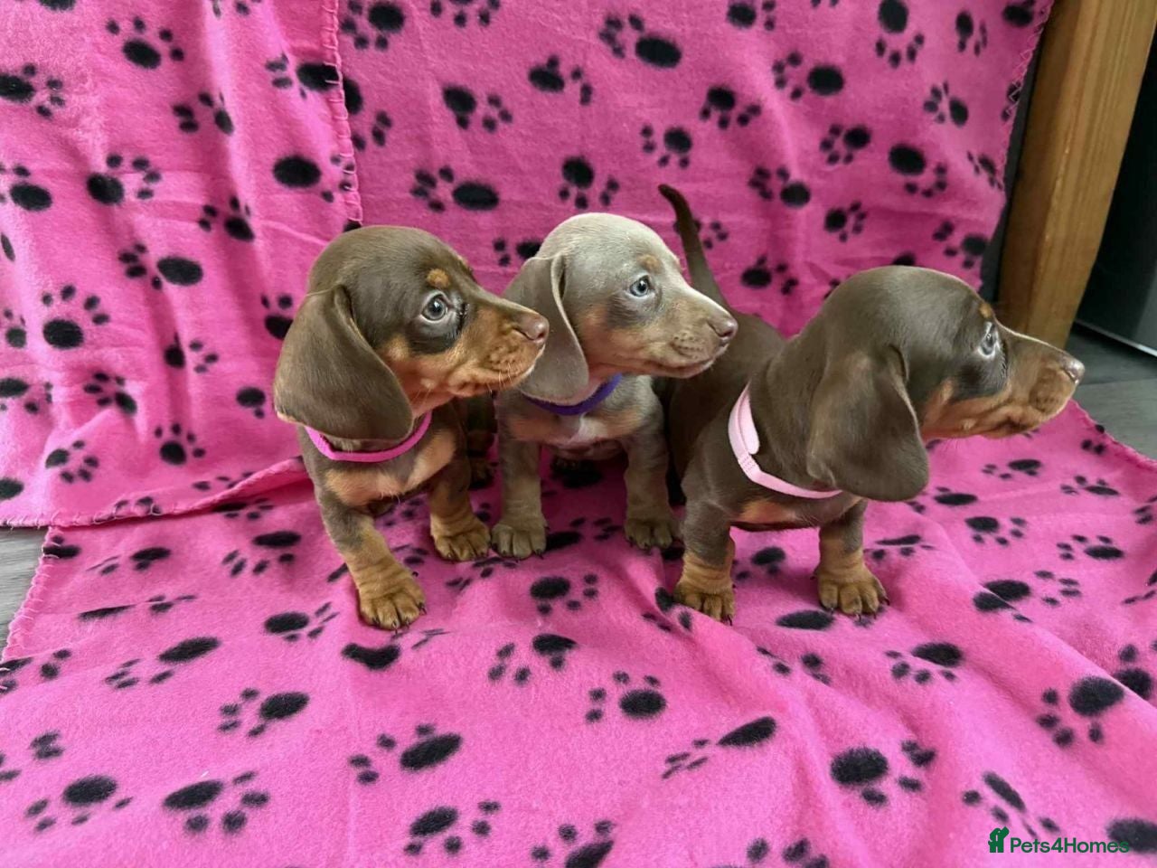 Miniature Dachshund dogs Miniature Dachshund puppies for sale - Advert 1