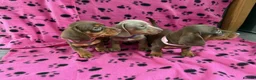Miniature Dachshund dogs for sale: Miniature Dachshund puppies for sale in Whitley Bay - Advert 1