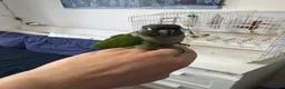 Conures birds for sale: Green cheek conure in Cardiff - Advert 4