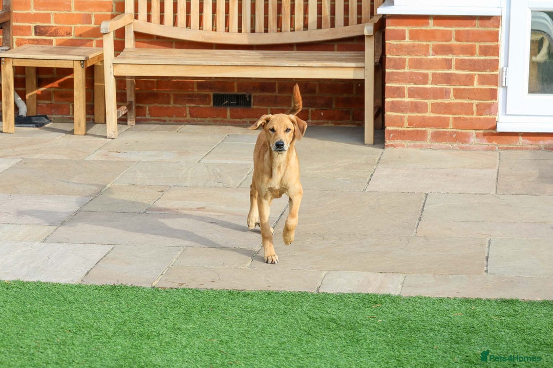 Mixed Breed dogs for adoption: Soft sweet Sophia - Image 11