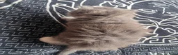 Ragdoll cats for sale: Ragdoll - Advert 11