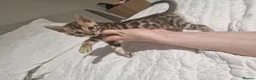 Bengal cats for sale: Supreme Apb Gene & Health Tested Bengal Kittens - Advert 27