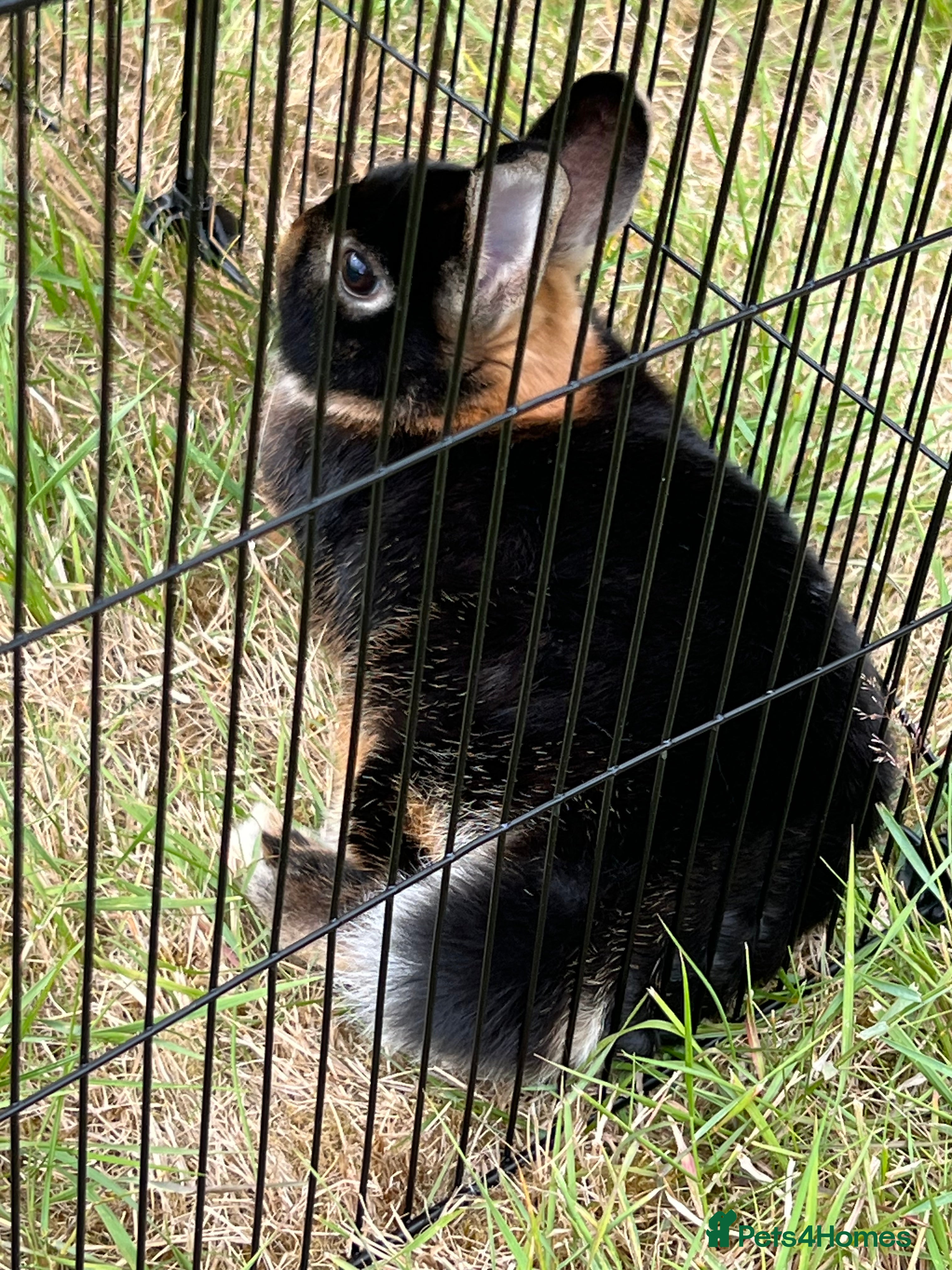 Netherland Dwarf rabbits Netherlands dwarf black for sale - Advert 2