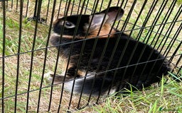 Netherland Dwarf rabbits for sale: Black Netherlands dwarf for sale - Image 1