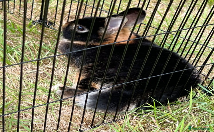 Netherland Dwarf rabbits - Advert 3