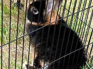 Netherland Dwarf rabbits - Advert 8
