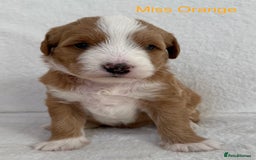 Australian Labradoodle dogs for sale: Australian Labradoodle Pups  - Image 6