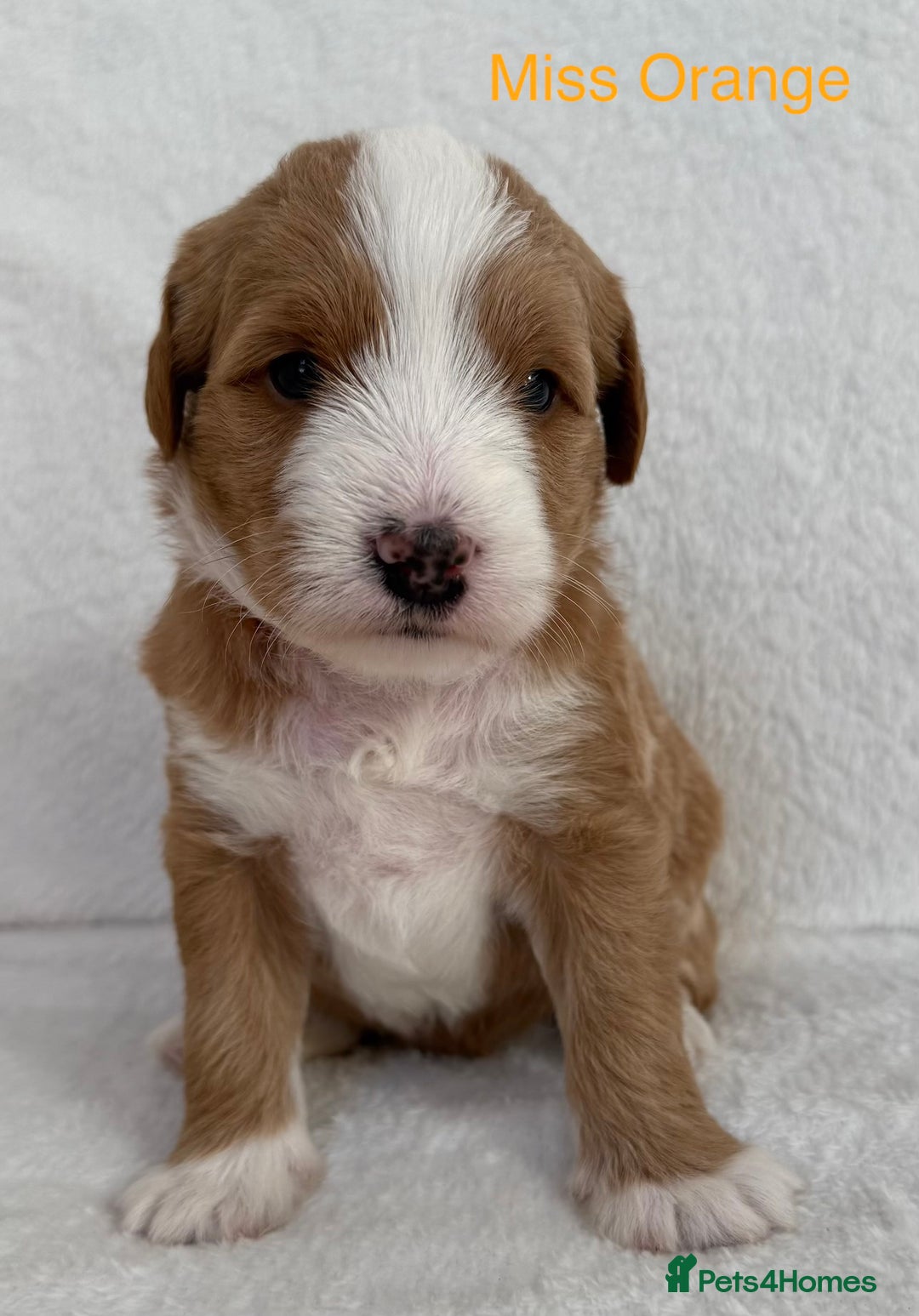 Australian Labradoodle dogs for sale: Australian Labradoodle Pups  - Image 6