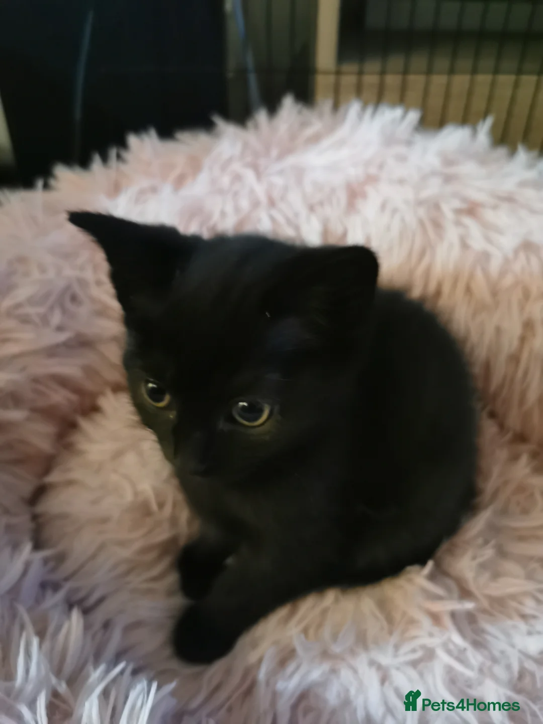 Mixed Breed cats for sale: RAGDOLL/BSHG KITTENS - Advert 7