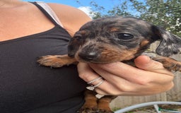 Miniature Dachshund dogs for sale: Beautiful kc registered miniature dachshunds  - Image 11