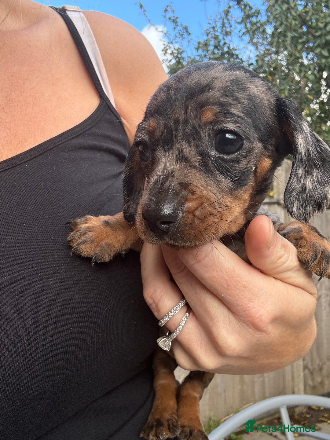 Miniature Dachshund dogs for sale: Beautiful kc registered miniature dachshunds  - Image 11
