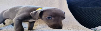 Whippet 1