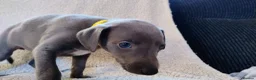 Whippet dogs for sale: Whippet KC Registered - (Solid) Blue Puppies in Wigan - Advert 2