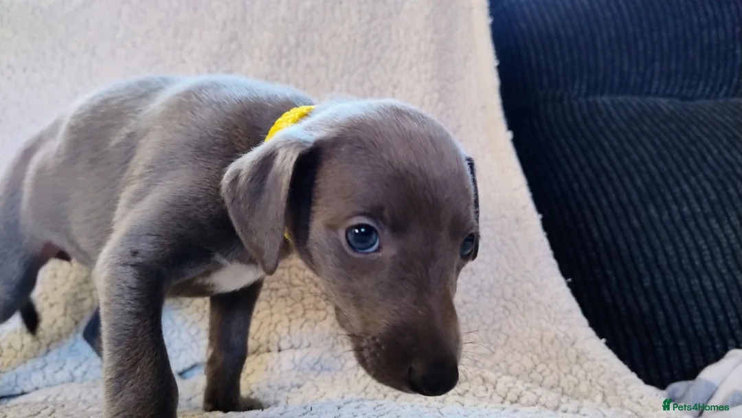 Whippet dogs for sale: Whippet KC Registered - (Solid) Blue Puppies in Wigan - Advert 2