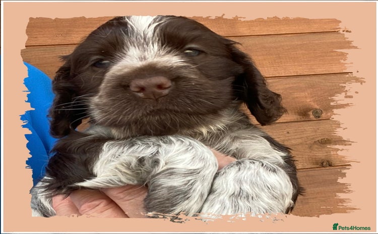 Cocker Spaniel dogs - Advert 11