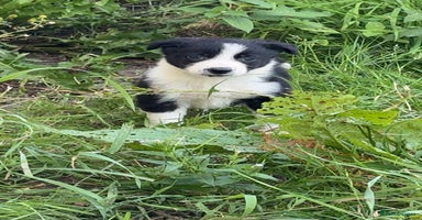 Border Collie dogs - Advert 9
