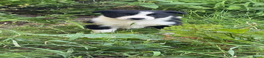 Border Collie Puppy 2